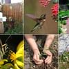 Creating a Backyard Bird Oasis: How to Encourage Nesting and Breeding Among Feathered Friends