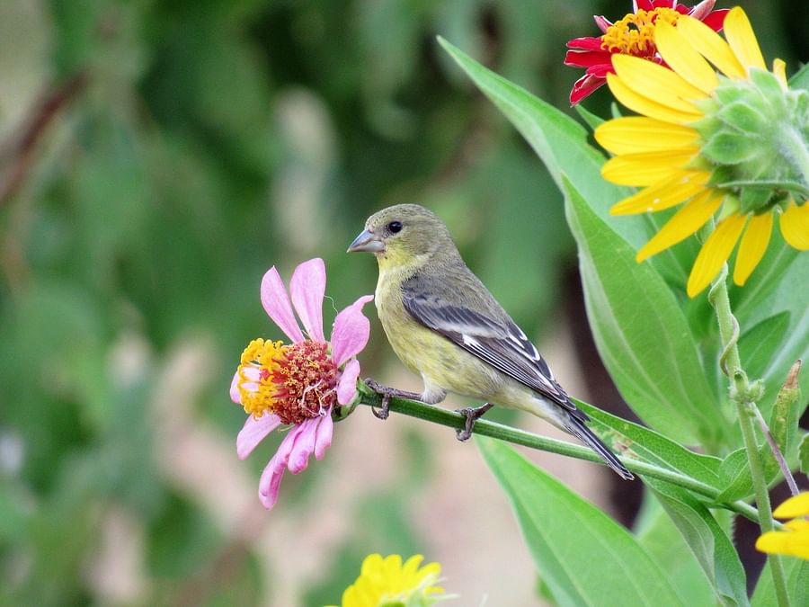 Lush garden filled with bird-friendly plants such as Sunflowers and Coneflowers, attracting a variety of birds