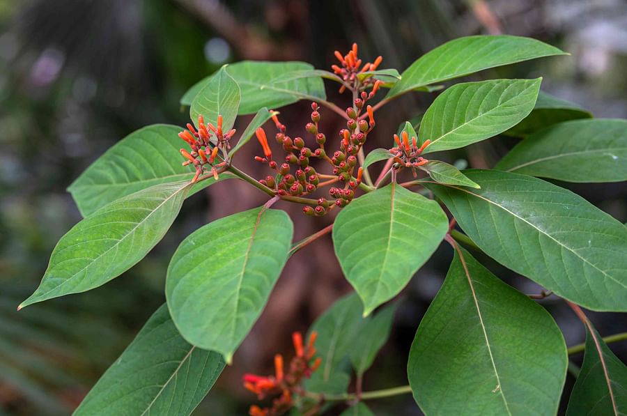 Firebush plant in Florida with bees pollinating