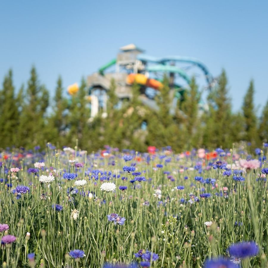 A vibrant, fully blossomed pollinator garden filled with a variety of colorful flowers attracting bees