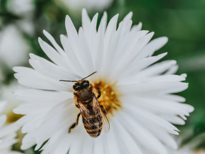 Creating a Pollinator Garden: Essential Steps and Best Pollinator Plants for Bees