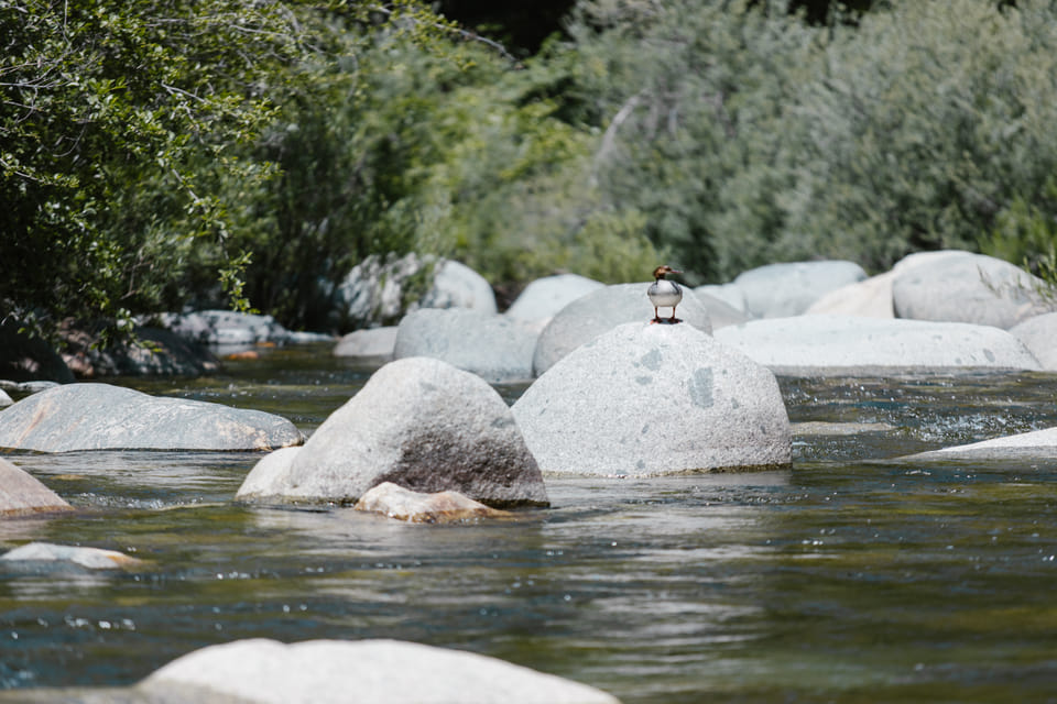 Designing a Bird Sanctuary in Your Backyard: The Ultimate Guide