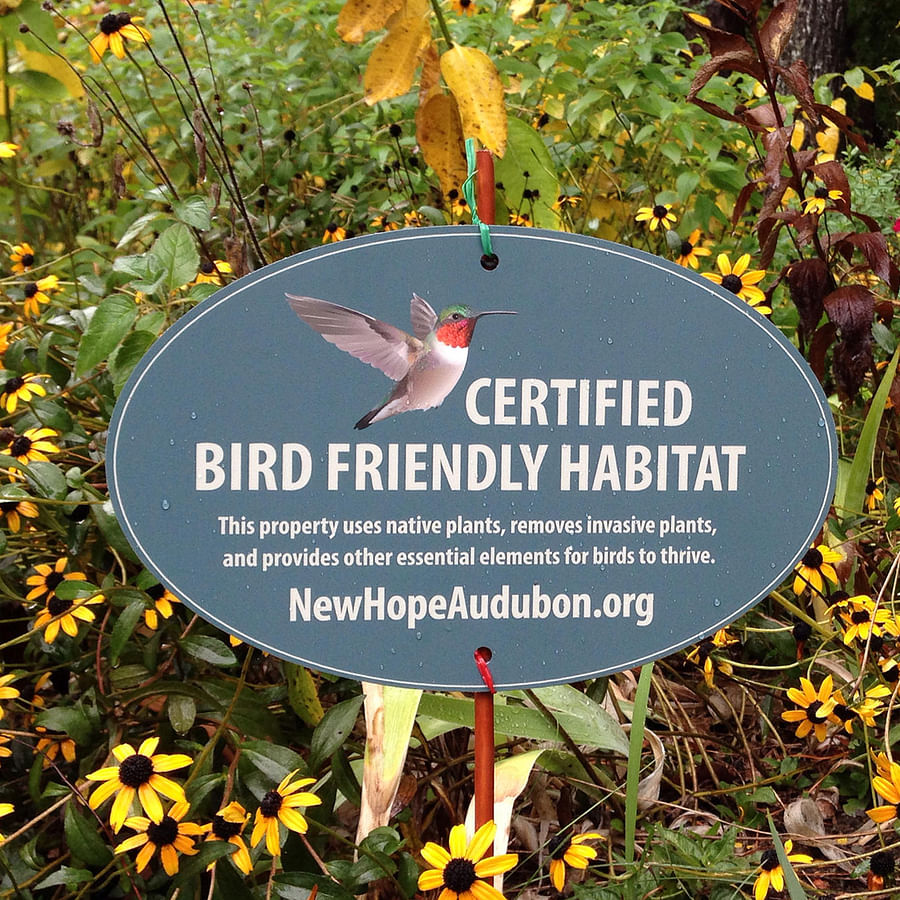 Beautiful backyard bird sanctuary with bird feeders and native plants