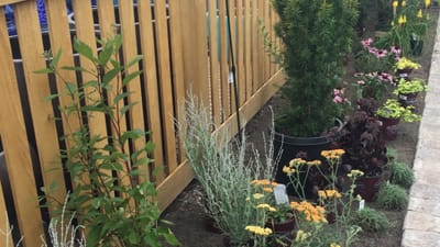 Discover the Magic of Butterfly Gardens: How Native Plants Can Transform Your Backyard