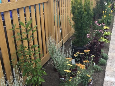 Discover the Magic of Butterfly Gardens: How Native Plants Can Transform Your Backyard