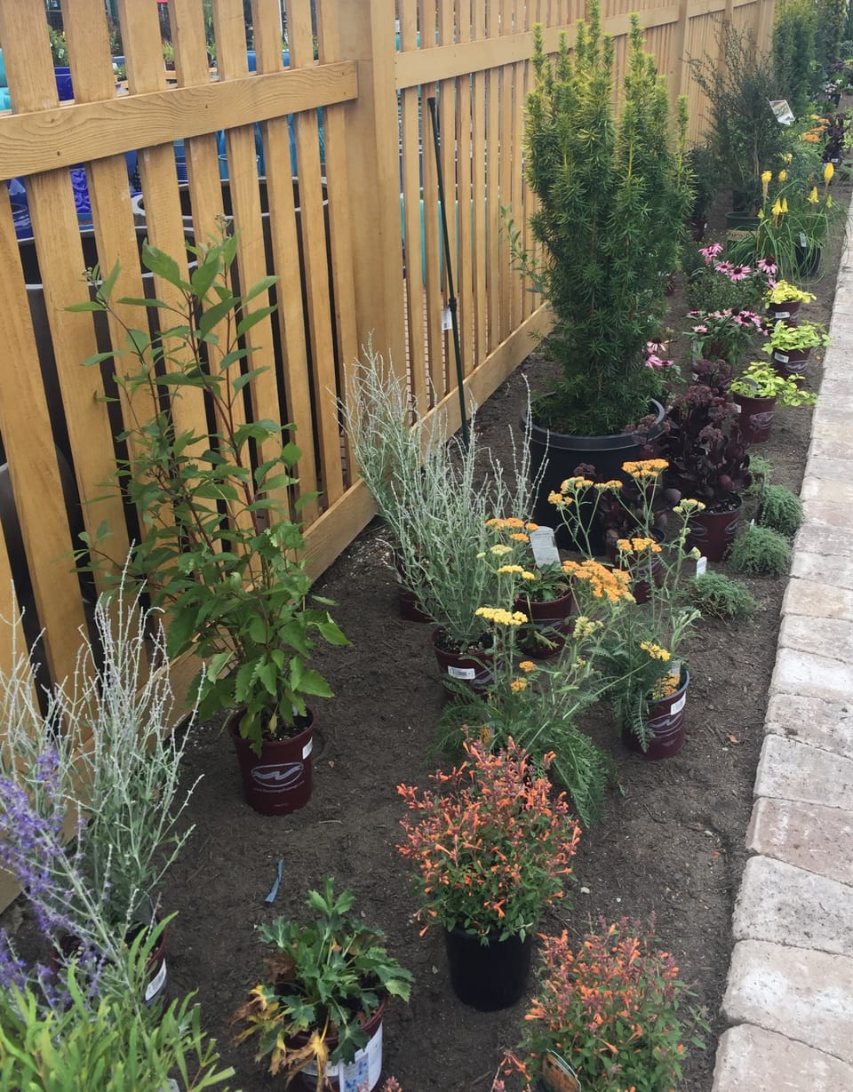 Discover the Magic of Butterfly Gardens: How Native Plants Can Transform Your Backyard