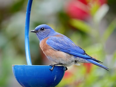 Feathered Friends: Crafting a Bird Sanctuary in Small Spaces
