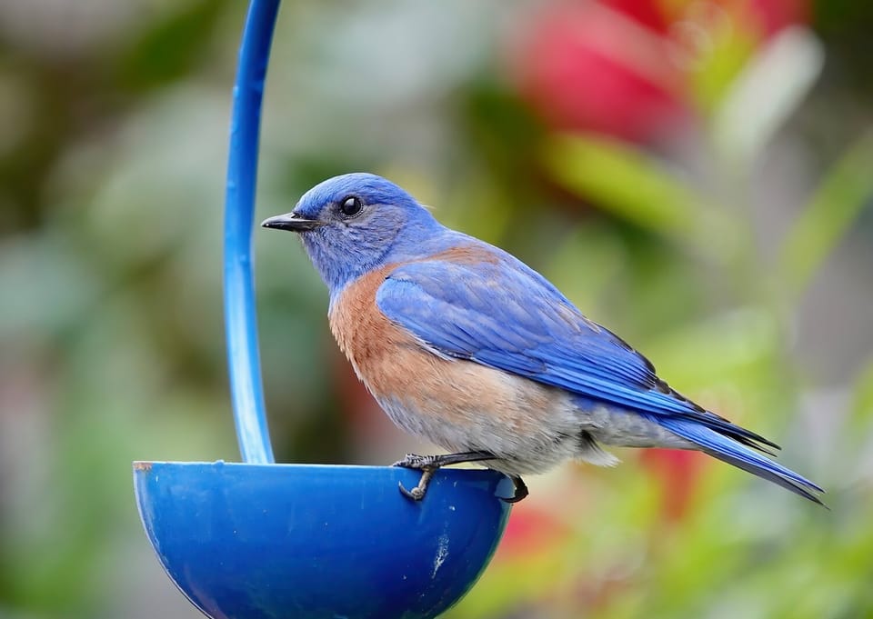 Feathered Friends: Crafting a Bird Sanctuary in Small Spaces