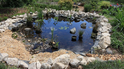 Grow a Mini Pond: The Complete Guide to Building a Wildlife Pond in Small Gardens