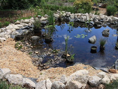 Grow a Mini Pond: The Complete Guide to Building a Wildlife Pond in Small Gardens