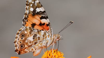 How to Create a Butterfly Habitat in Your Backyard: Tips and Tricks for Success