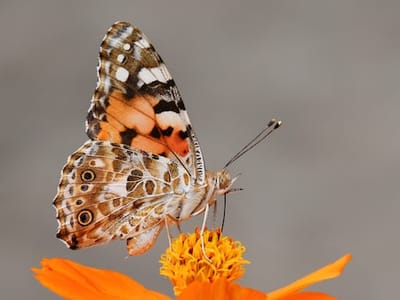 How to Create a Butterfly Habitat in Your Backyard: Tips and Tricks for Success