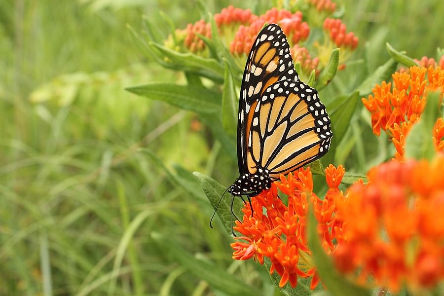 How to Create a Butterfly Habitat in Your Backyard Tips and Tricks for