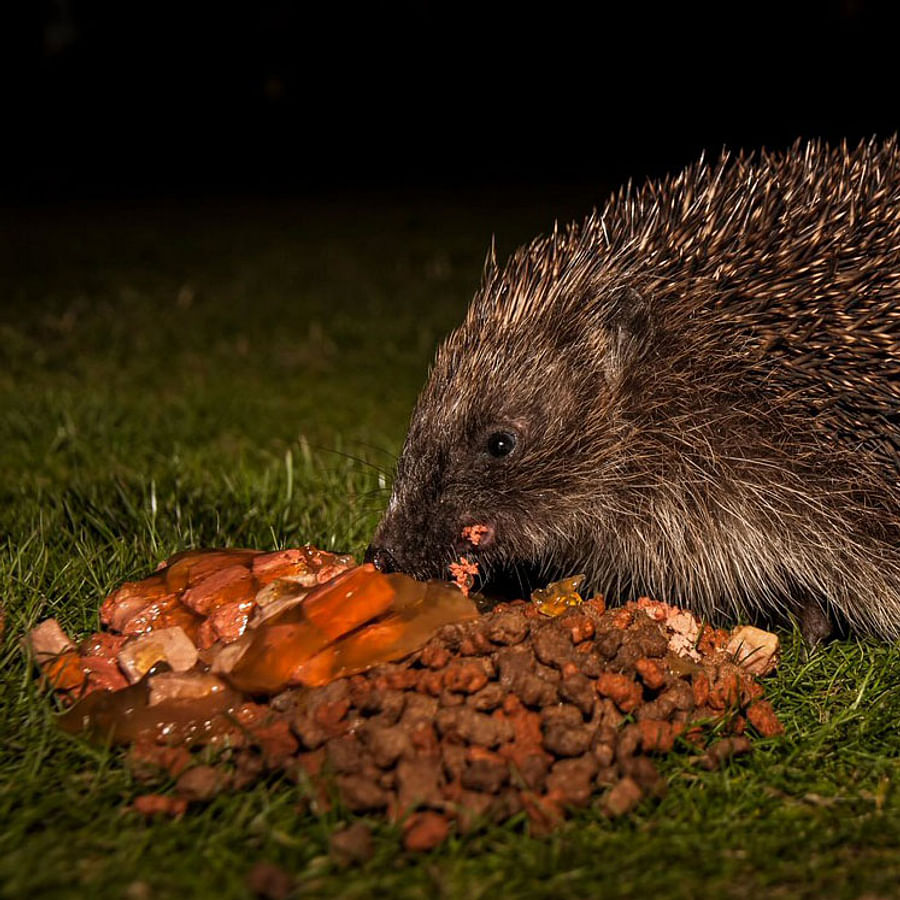 Cute hedgehog in a garden at night, enjoying a dish of cat food