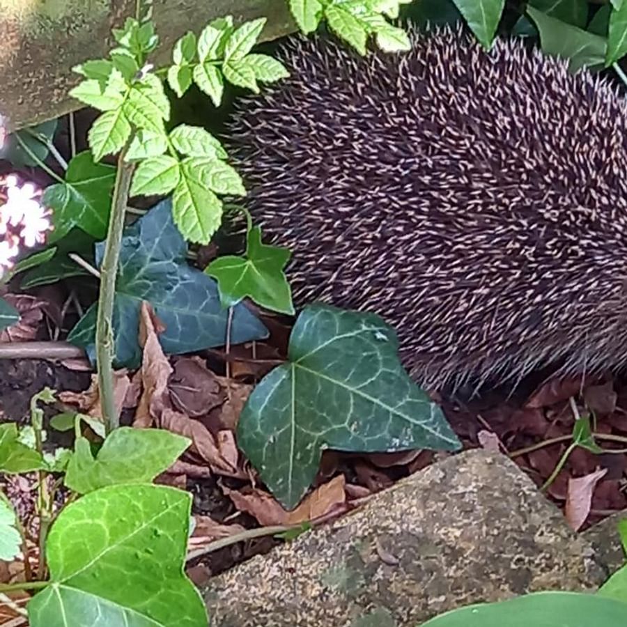 Hedgehog exploring a peaceful garden at dusk