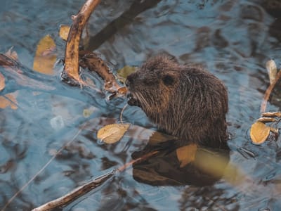 How to Create a Stunning Wildlife Pond in Your Small Garden