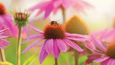 How to Make Your Garden a Butterfly Paradise: Key Plants and Techniques for Success