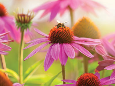 How to Make Your Garden a Butterfly Paradise: Key Plants and Techniques for Success