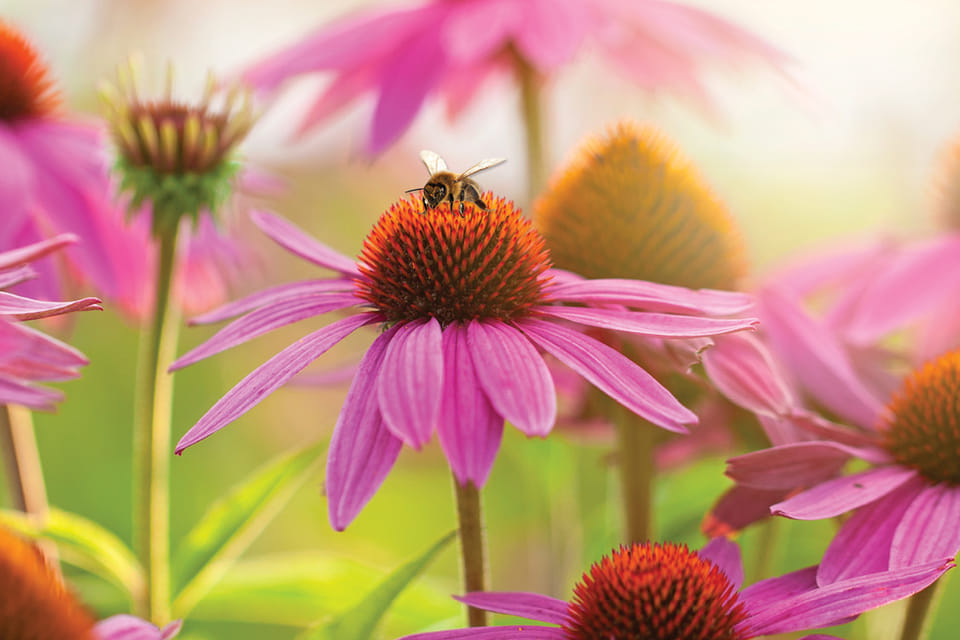 How to Make Your Garden a Butterfly Paradise: Key Plants and Techniques for Success