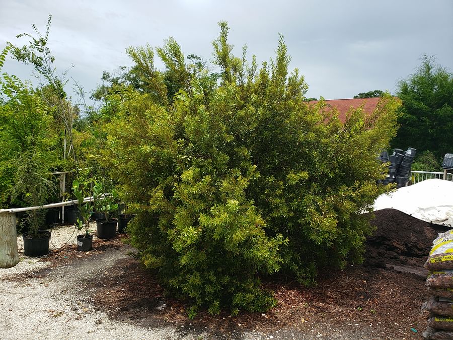 Southern Wax Myrtle tree filled with various bird species in a Florida garden