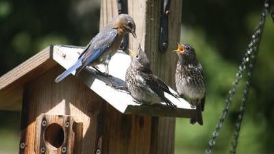 Lure Birds to Your Florida Garden: Top Native Plants to Attract Birds
