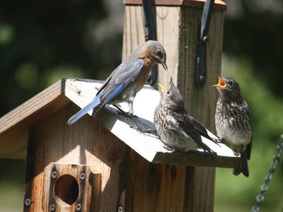Lure Birds to Your Florida Garden: Top Native Plants to Attract Birds