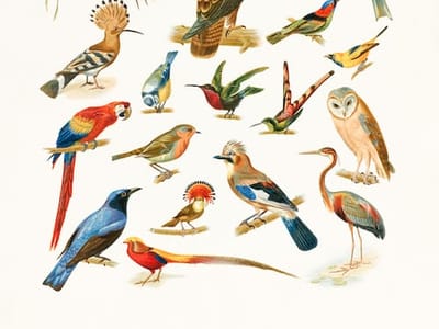 Native Plants for Bird Gardens: Attracting a Variety of Avian Species