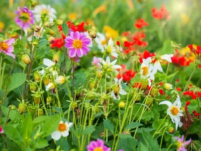 Native Plants for Pollinator Gardens: Boosting Local Ecosystems and Biodiversity