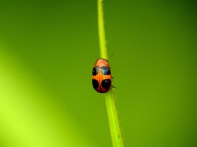 Plants That Attract Beneficial Insects: Natural Pest Control for Your Garden