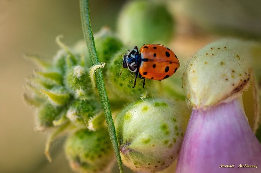 Ladybugs feasting on aphids in a vibrant garden