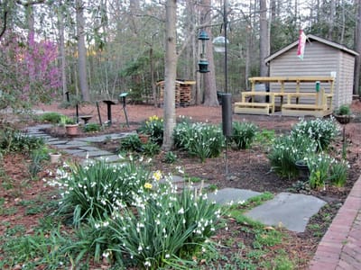 The Art of Balancing Beauty and Benefits: Bird and Bee-Friendly Plants for Your Garden