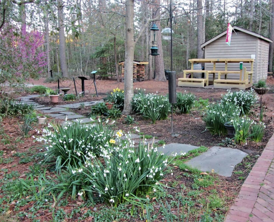 The Art of Balancing Beauty and Benefits: Bird and Bee-Friendly Plants for Your Garden