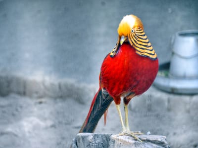 The Best Shrubs for Attracting Birds: A Comprehensive Guide