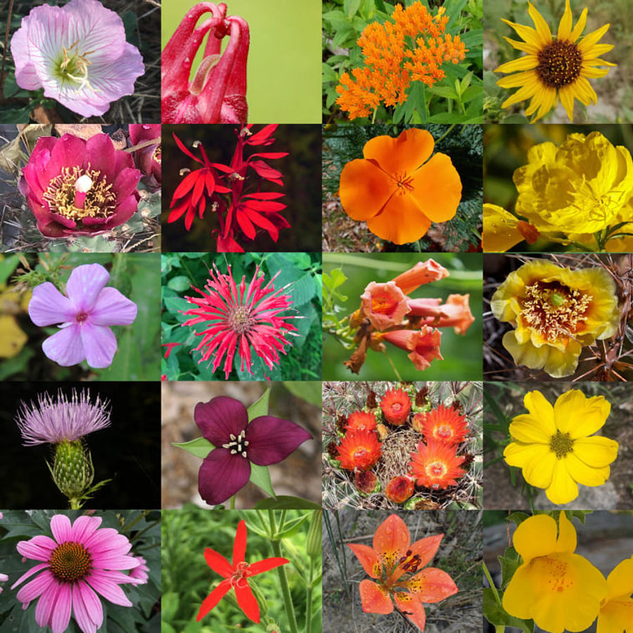 Collage of bird-friendly shrubs including Aronia melanocarpa and Cercis canadensis