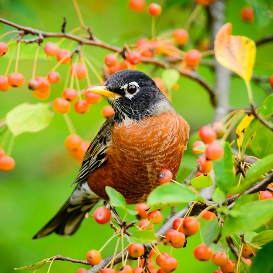 Garden shrubs with a variety of birds perched on them