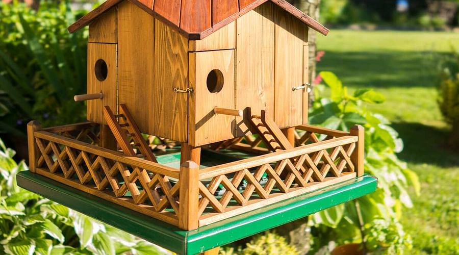 The Best Shrubs for Attracting Birds Creating the Perfect Landscape