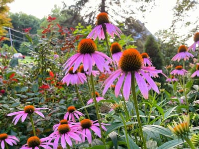 The Secret to a Low Maintenance Pollinator Garden: Creating Beauty with Sustainability