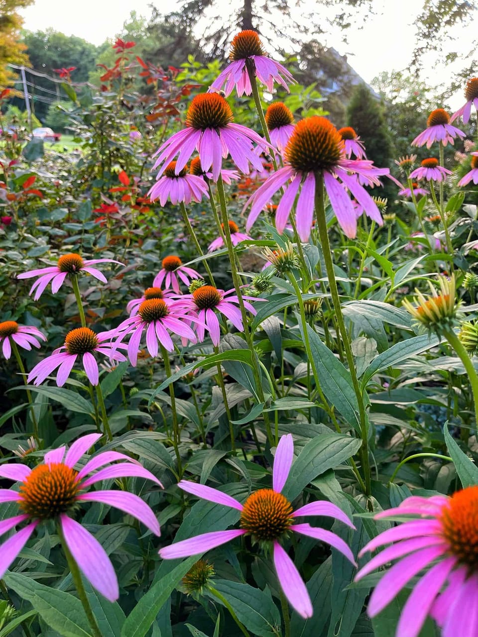 The Secret to a Low Maintenance Pollinator Garden: Creating Beauty with Sustainability