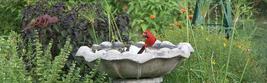 A lush bird-friendly garden with native plants and a bird bath attracting various bird species