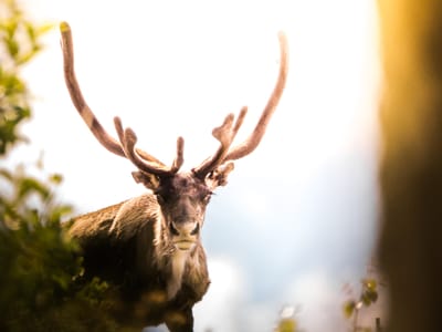 Top Wildlife-Friendly Garden Plants for a Beautiful and Sustainable Backyard